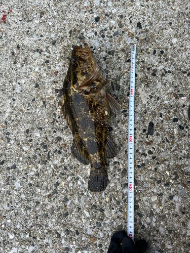 タケノコメバルの釣果