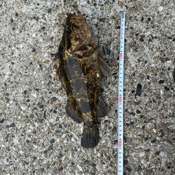 タケノコメバル