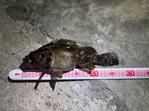 タケノコメバルの釣果