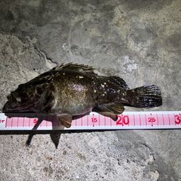 タケノコメバル