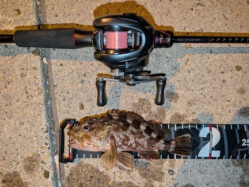 カサゴの釣果