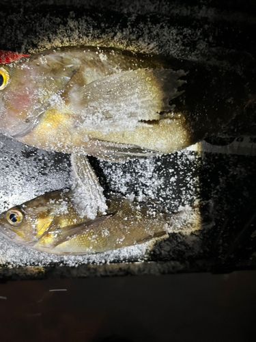 エゾメバルの釣果