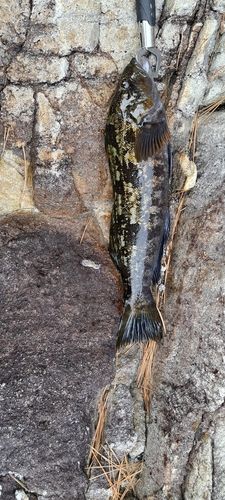 アイナメの釣果