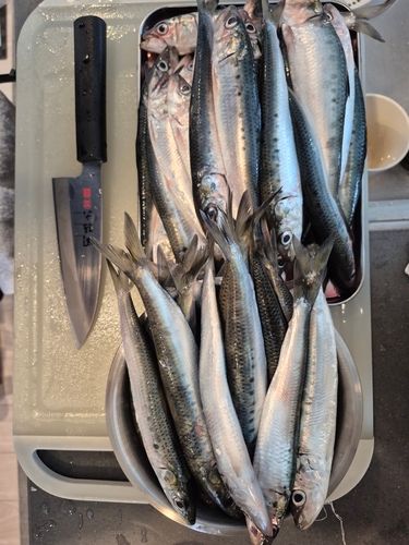 マイワシの釣果