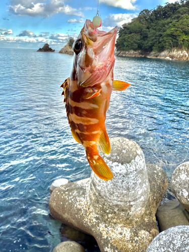アカハタの釣果