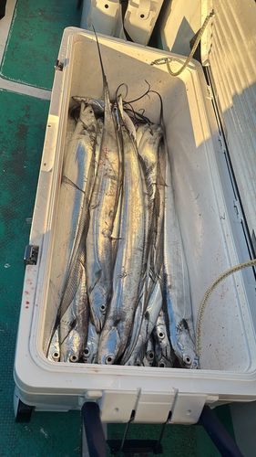 タチウオの釣果