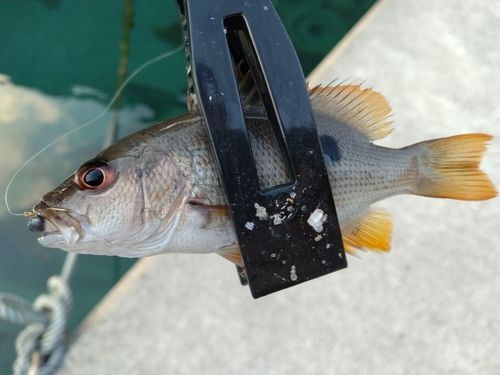 イッテンフエダイの釣果