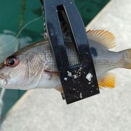 イッテンフエダイ