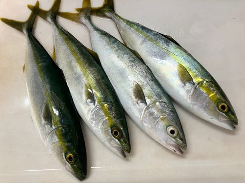 ヤズの釣果