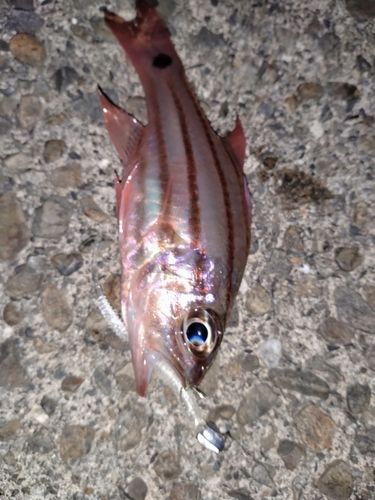 オオスジイシモチの釣果