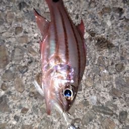 オオスジイシモチ