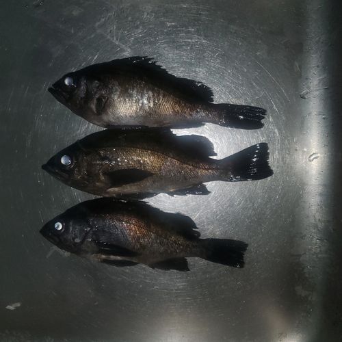 クロメバルの釣果