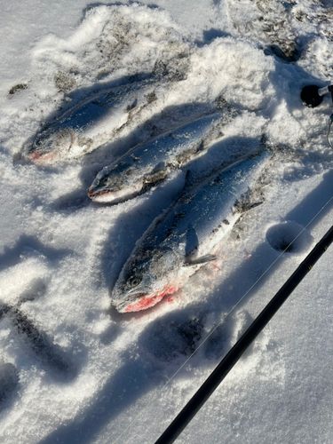 サクラマスの釣果