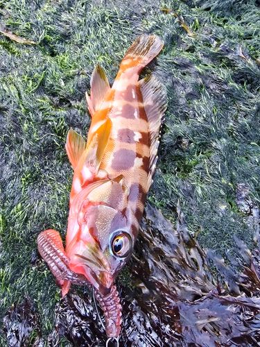 アカハタの釣果