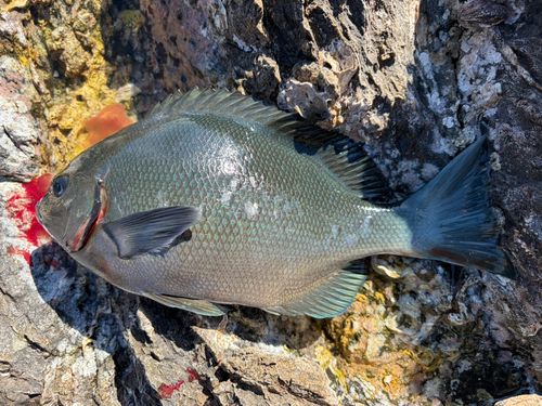 クロメジナの釣果