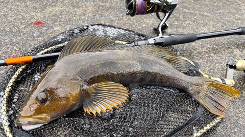 アイナメの釣果