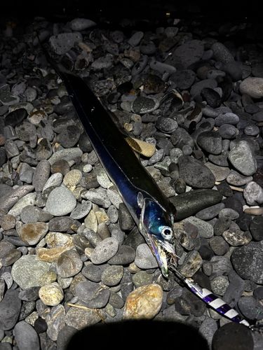 タチウオの釣果