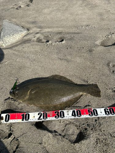 ヒラメの釣果