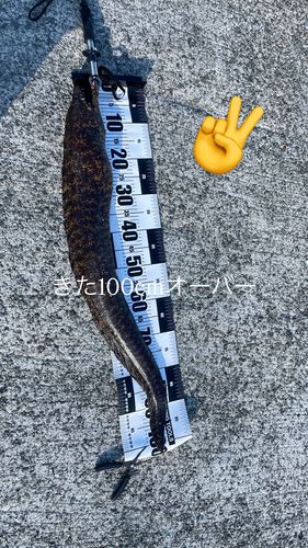 熱海港海釣り施設