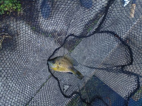ブルーギルの釣果