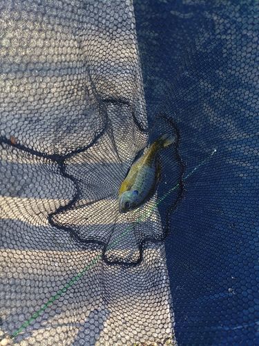 ブルーギルの釣果