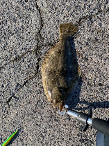 ヒラメの釣果