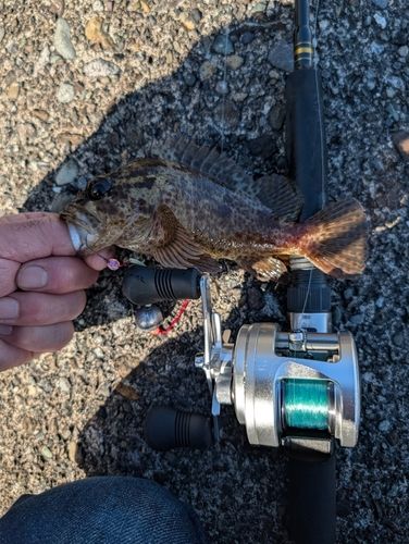 ムラソイの釣果