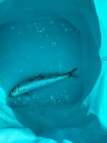 ウルメイワシの釣果