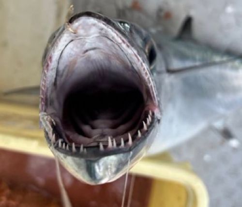 ニジョウサバの釣果