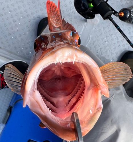 アカハタの釣果
