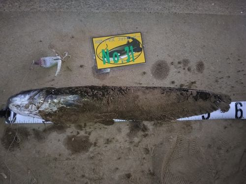 ナマズの釣果