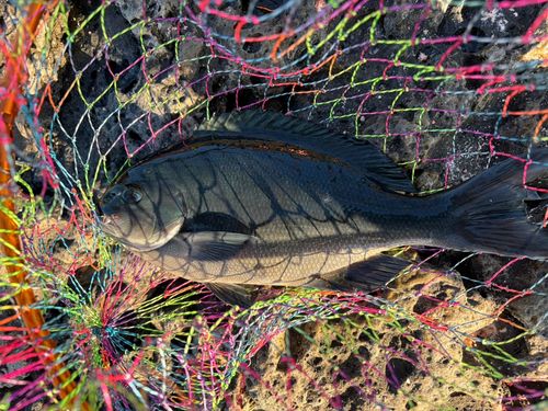 オナガグレの釣果