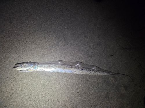 タチウオの釣果