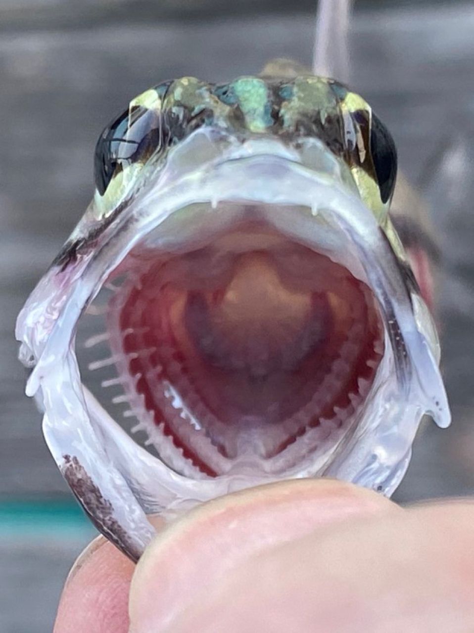 リュウキュウヤライイシモチ