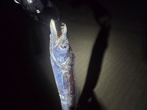 タチウオの釣果