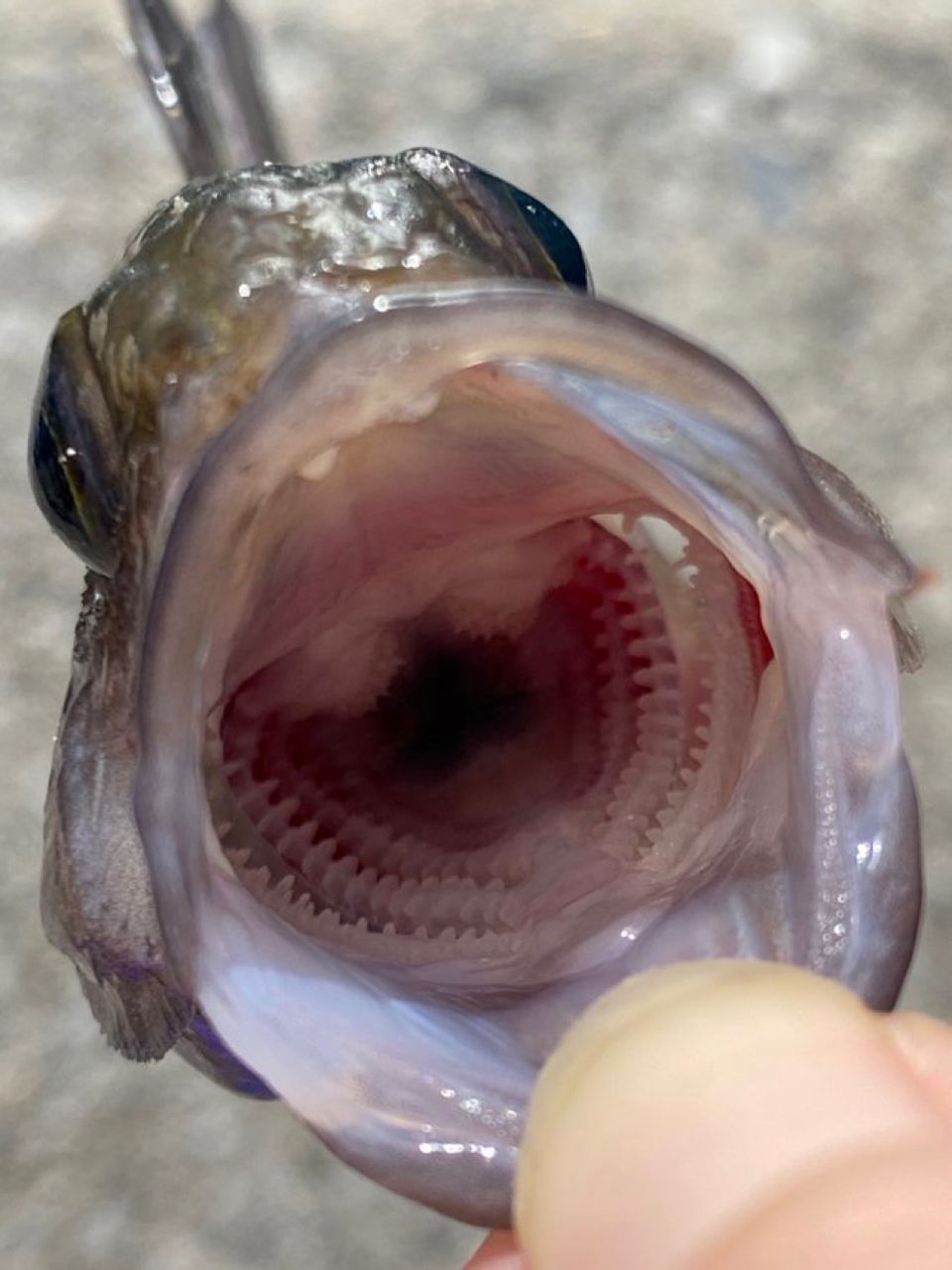 ヨコスジイシモチ