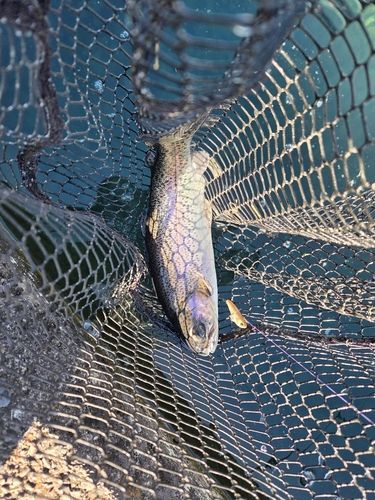 ニジマスの釣果