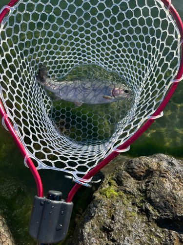 ニジマスの釣果