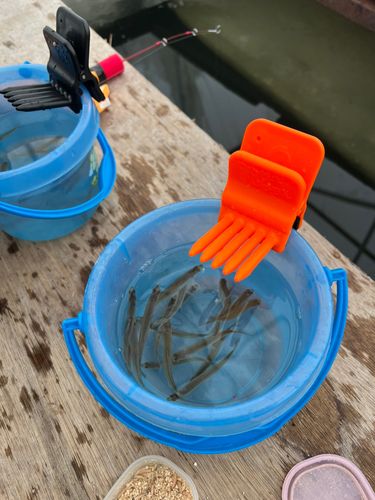 ワカサギの釣果
