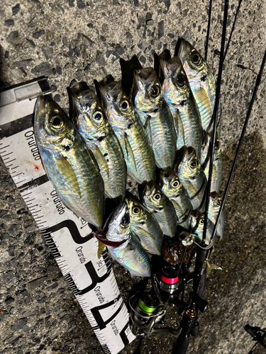 アジの釣果
