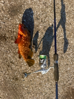 キジハタの釣果