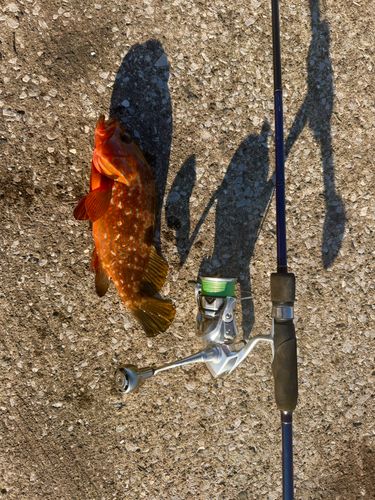 キジハタの釣果