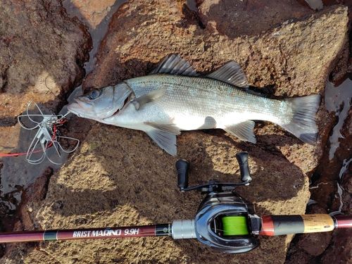 ヒラスズキの釣果