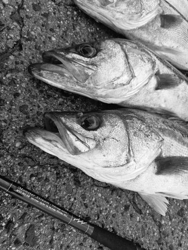 シーバスの釣果