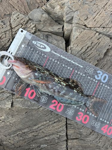 アイナメの釣果