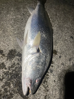オオニベの釣果