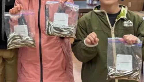 ワカサギの釣果