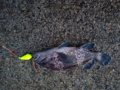 クロソイの釣果