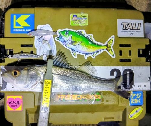 シーバスの釣果