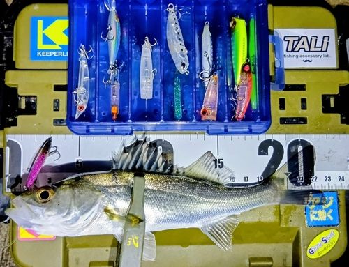 シーバスの釣果